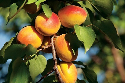 Kayısı Gidiyor, Roksana Geliyor