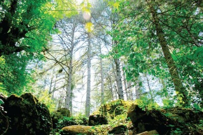 Kazdağları'nın Eşsiz Doğasına Termik Santral
