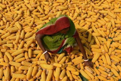 Küresel Isınma Tahıl Üretimini Tehdit Ediyor