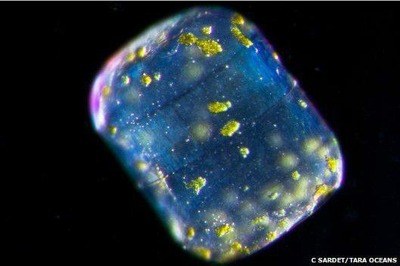 Okyanusun Saklı Ekosistemi