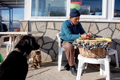 Oltanın Ucunda Deniz Kuşları
