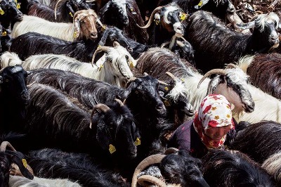 Sarıkeçililere Saldırı ve Gözdağı