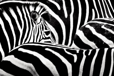 Serin ve Sıcak Zebra