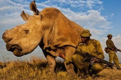 Son Kuzey Beyaz Gergedanı