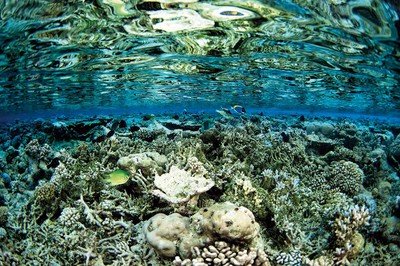 Su Isınır Mercan Ölür