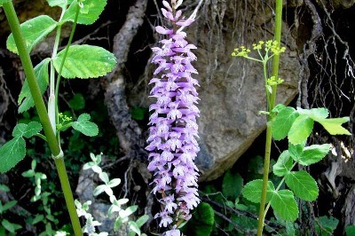 Vahşi Madencilik Orkidelere Karşı