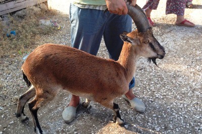 Yaşam Alanı İşgal Edilen Dağ Keçileri