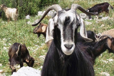 Yaylalar Telle Çevrildi, Antalyalı Çobanlar İsyanda