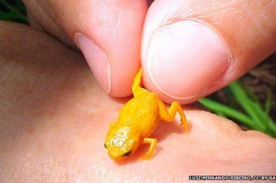 Yeni Kurbağa Türleri Bulundu