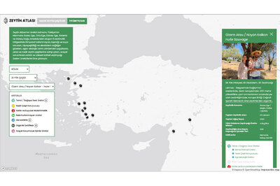 Zeytin Atlası Erişime Açıldı