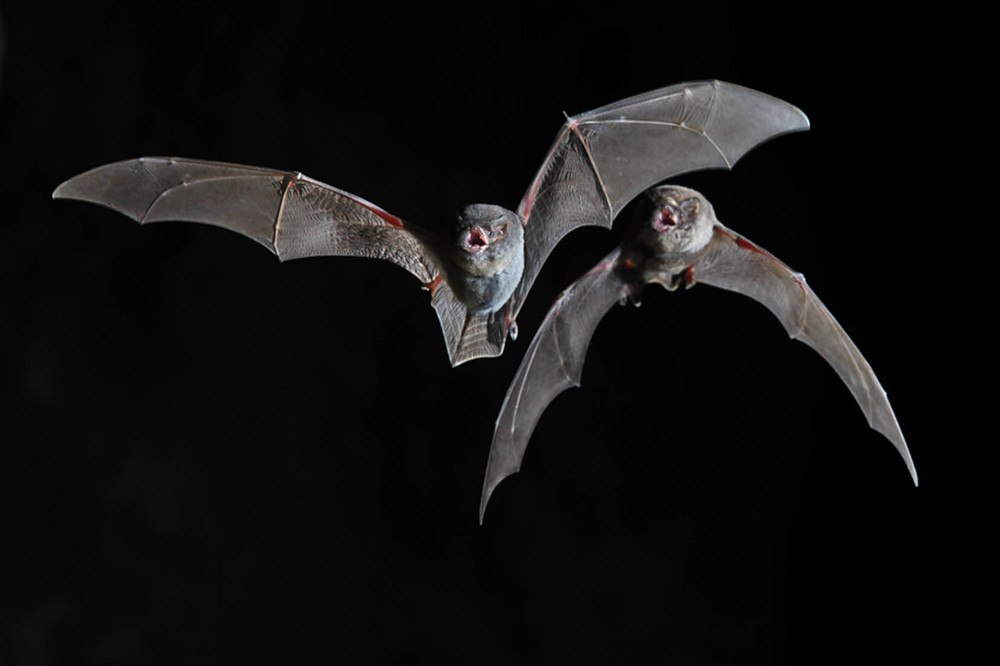 Uzun Kanatlı Yarasaların Vatanı Anadolu