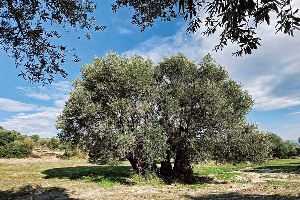2090 Yaşında Zeytin: &Ouml;lmez Ağacı 1