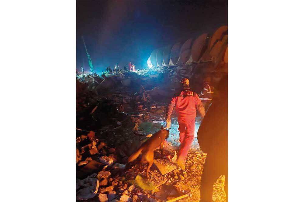 Akut’un Yoldaşları: Alfa, Bob, Dante 2