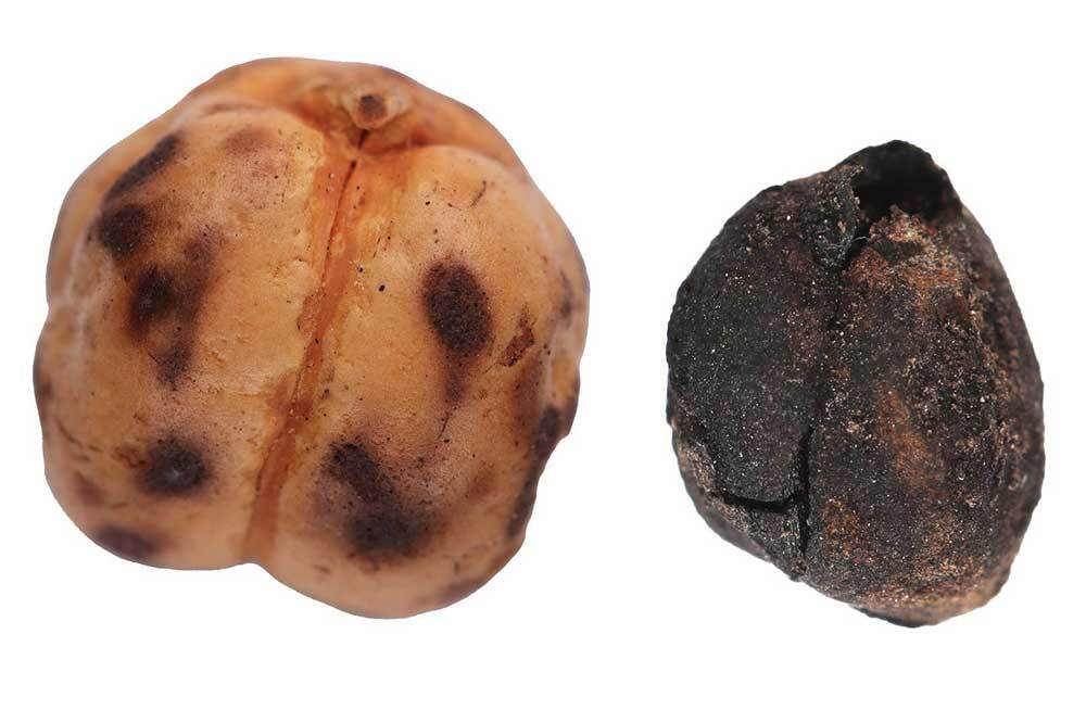 Anadolu'nun Bereketli Hafızası 1