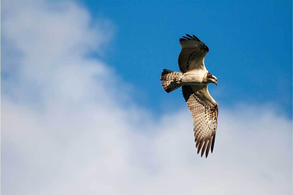 Bir Gökyüzü Şenliği 1