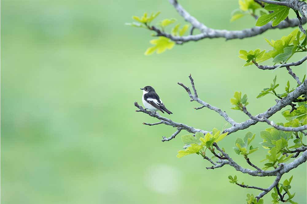 Böcekleri Koru, Kuşları Koru 1