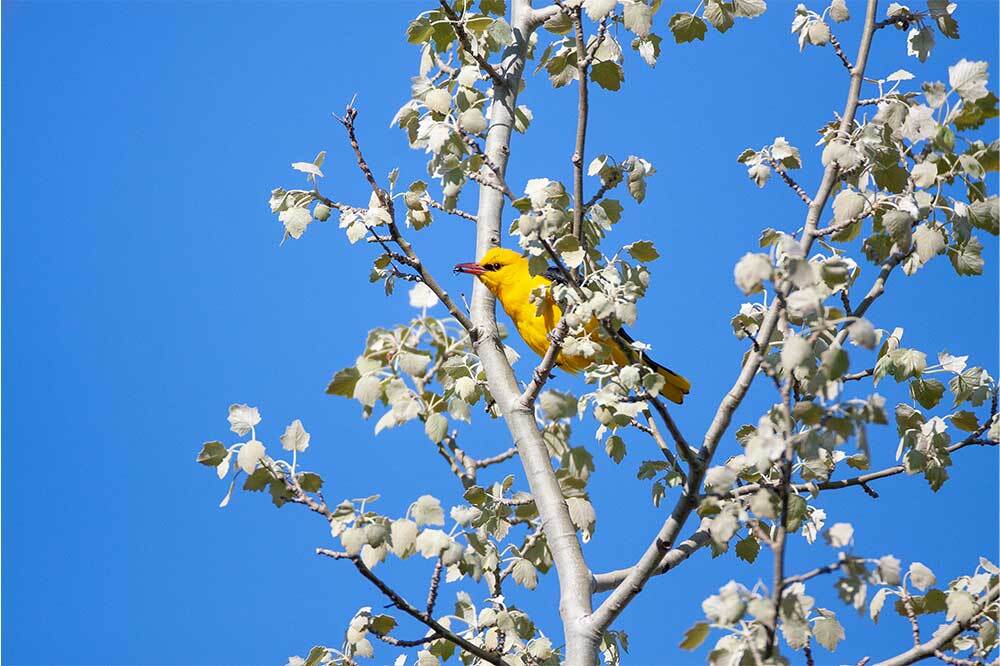 Böcekleri Koru, Kuşları Koru 4