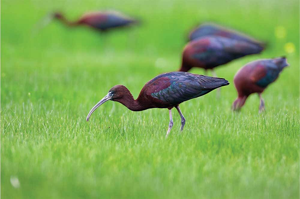 Böcekleri Koru, Kuşları Koru 2