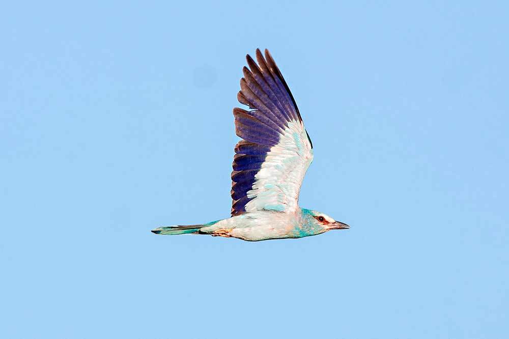 Böcekleri Koru, Kuşları Koru 3