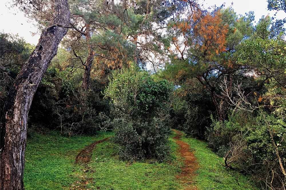 Büyükada’nın Ekoturizmle Sınavı 3