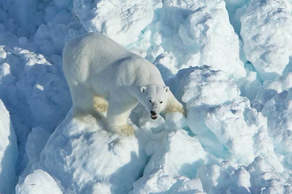 Buzsuz Denizlerde Avlanmak 2