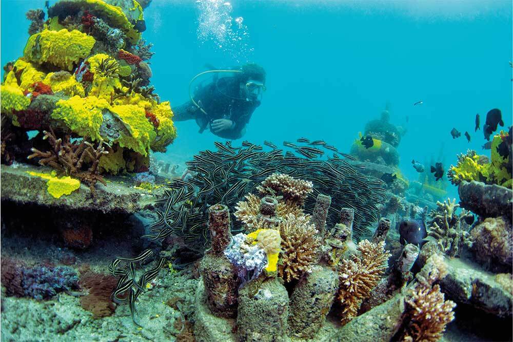 Coral Lives (Yaşayan Mercanlar) Yayında 1