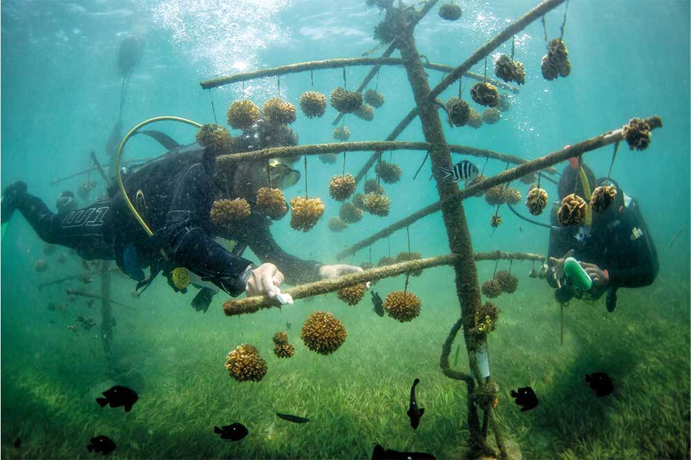 Coral Lives (Yaşayan Mercanlar) Yayında 3
