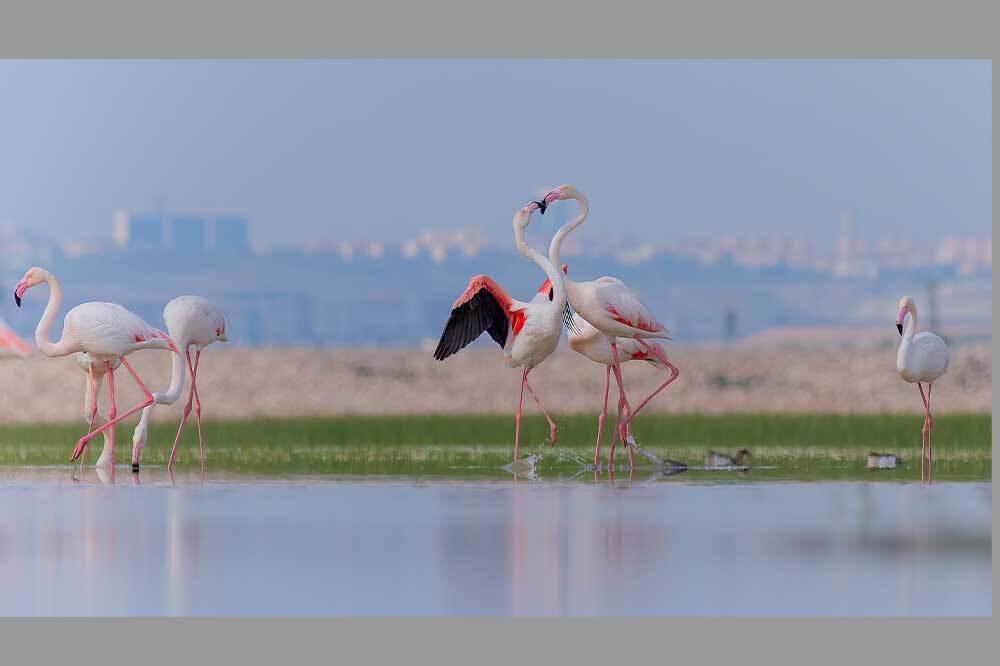Gediz'i Yok Edecek Seçim Vaadi 1