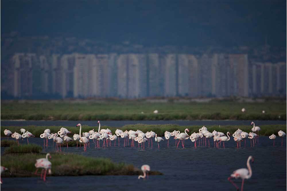 Gediz'i Yok Edecek Seçim Vaadi 4