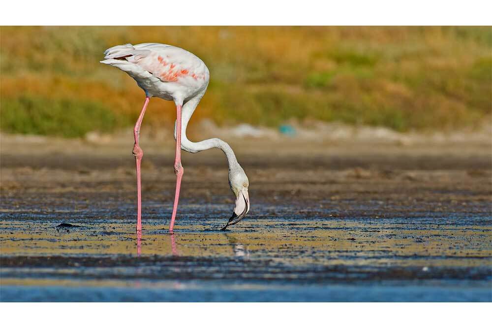 Gediz'i Yok Edecek Seçim Vaadi 2