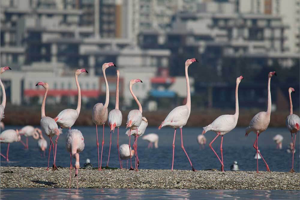 Gediz'i Yok Edecek Seçim Vaadi 3
