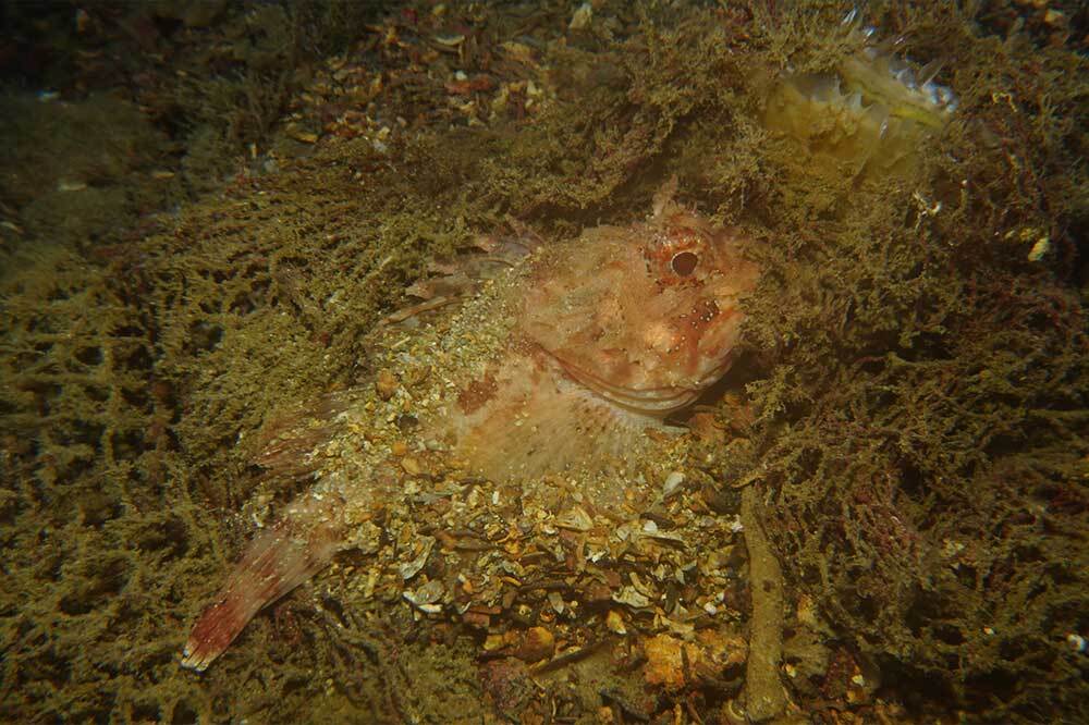 Hayalet Balıkçılık 1