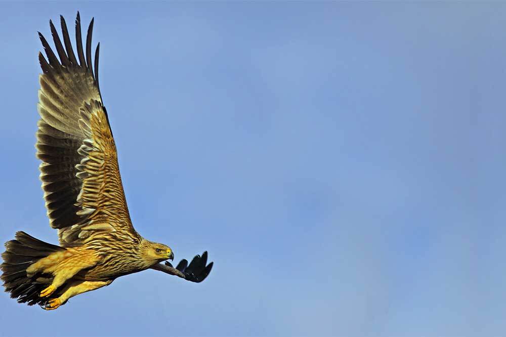 Kuşların Yasa Dışı Öldürülmesi Artıyor 1
