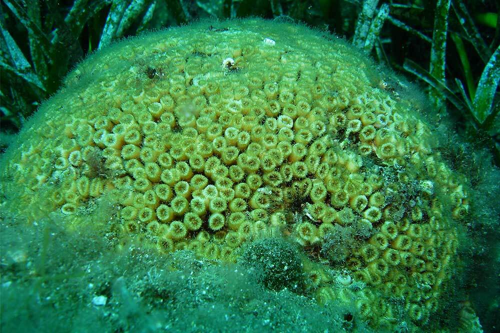 Mercanlar İçin Hayati İş Birliği 2