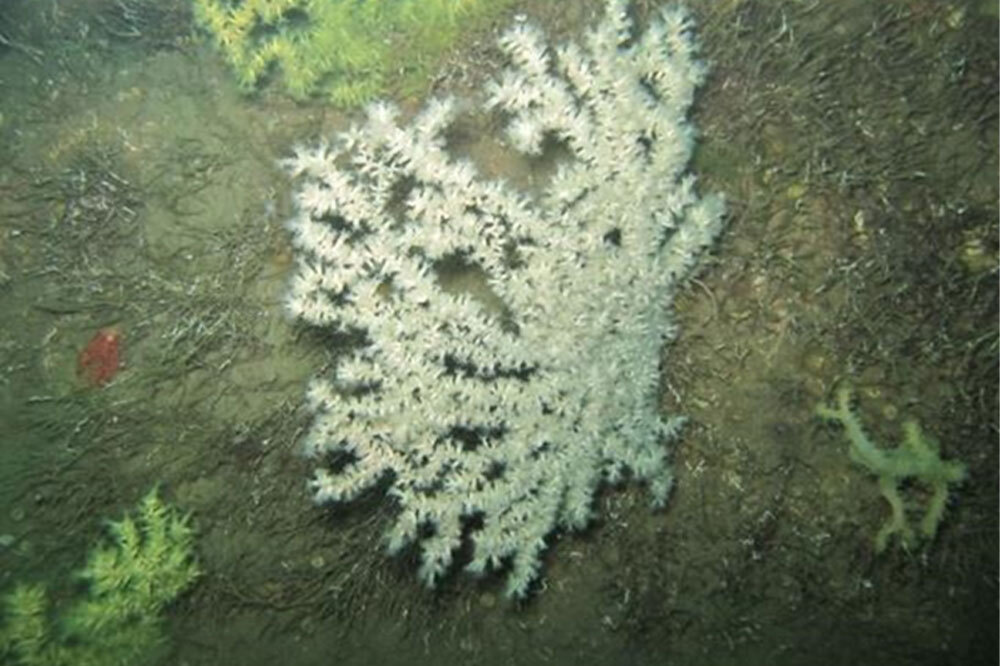 Mercanlar İçin Hayati İş Birliği 1