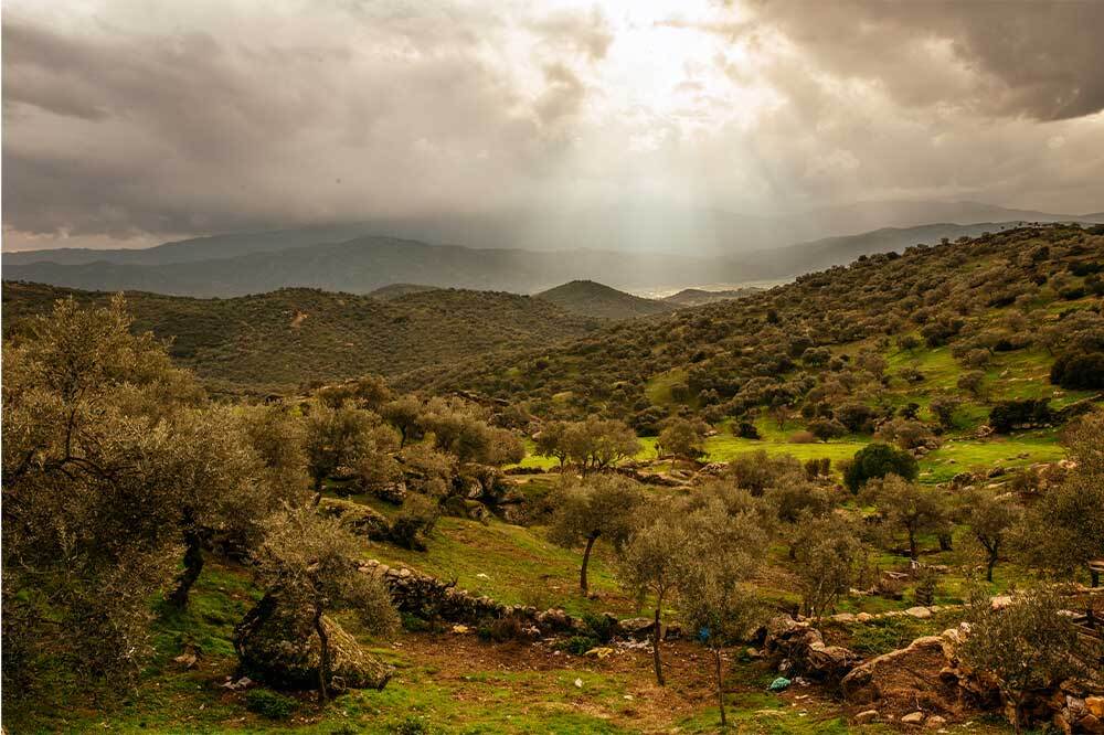 Orhanlı Köyü Zeytin Hasadı Festivali 1