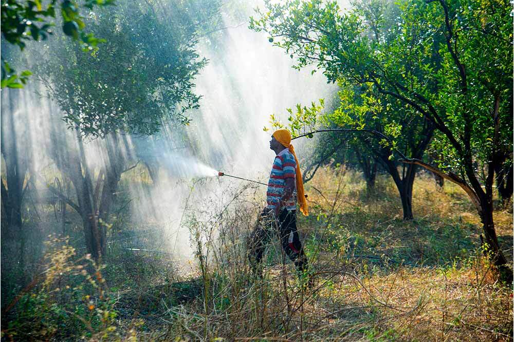 Tarımda Gizli Salgın: Her İki Çiftçiden Biri Pestisitten Zehirleniyor 1
