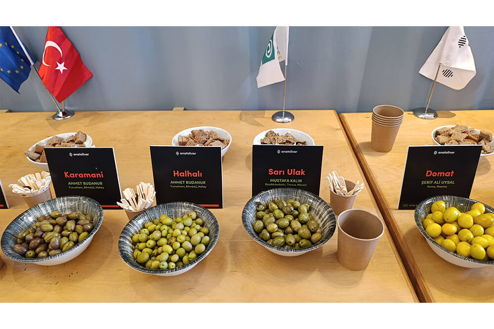 Zeytin Atlası Erişime A&ccedil;ıldı 1