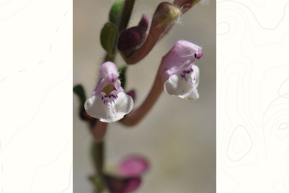 Yurttaş Bilimin Keşfi: Muğla Kasidesi