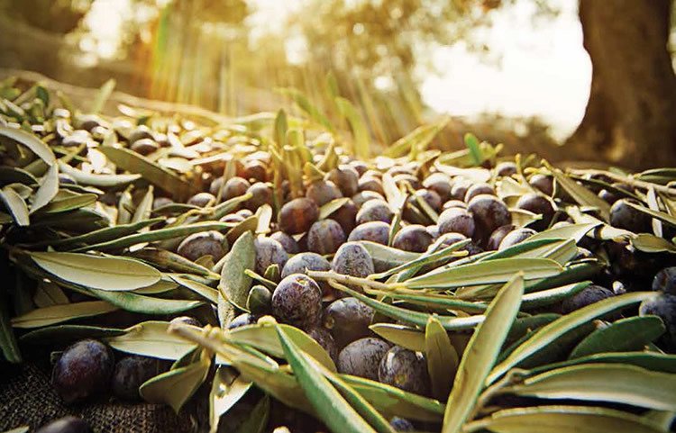 Zeytinciliği Bitirecek Yasa Yine Gündemde